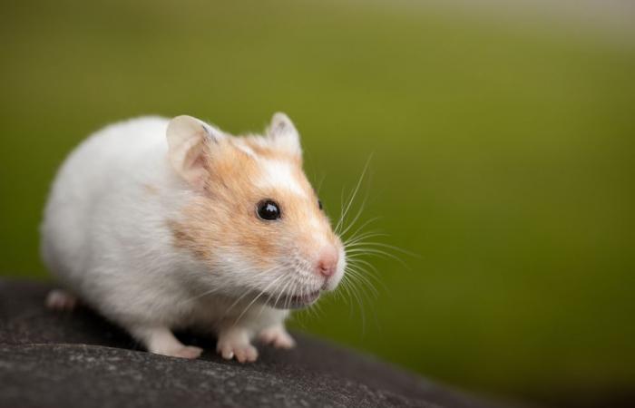Hamster killer: Japan man arrested twice over deaths of 50 furry creatures
