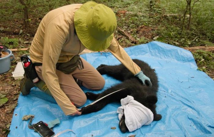 Surviving together: In Japan’s mountains, a different way to manage bears