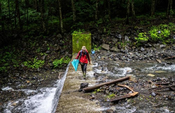 Surviving together: In Japan’s mountains, a different way to manage bears