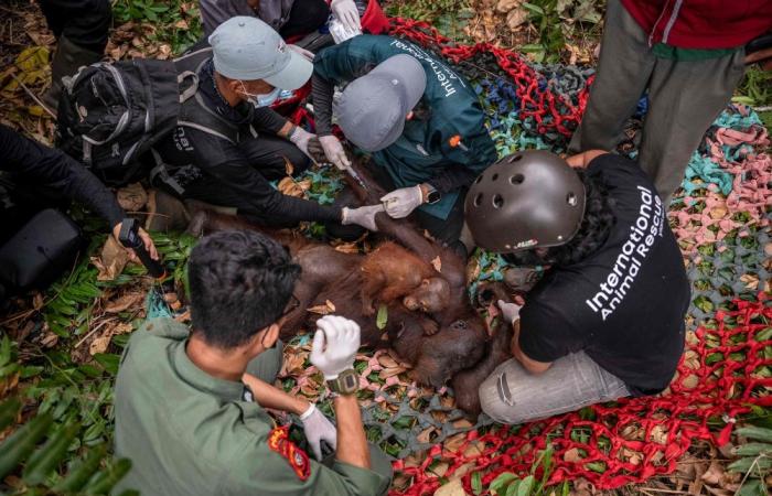 Indonesia rescues second orangutan mother and baby as wildfires destroy Kalimantan habitat