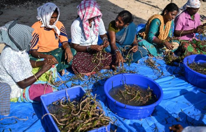 Could vanish by 2036: India races to save shrinking island with artificial reefs