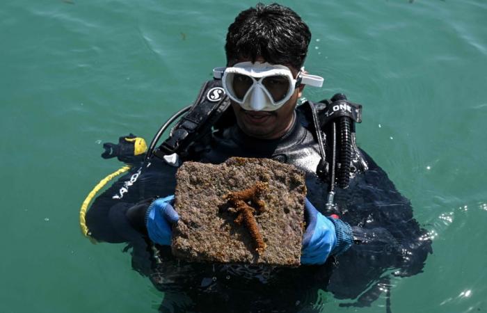 Could vanish by 2036: India races to save shrinking island with artificial reefs