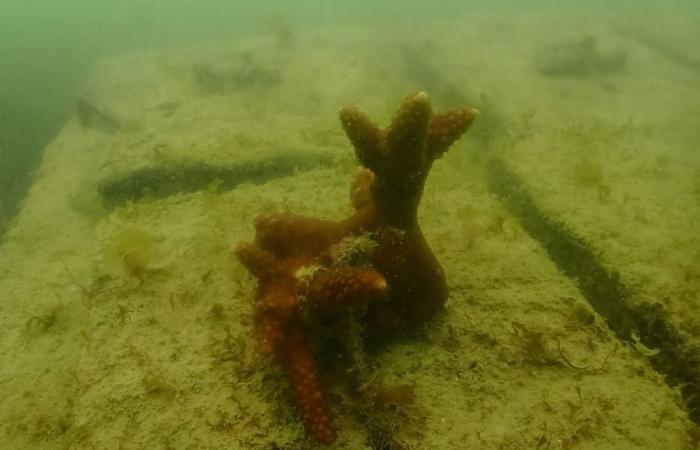Could vanish by 2036: India races to save shrinking island with artificial reefs