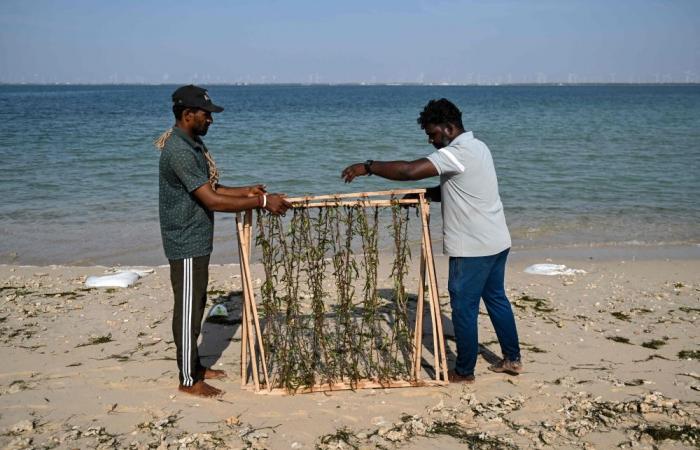 Could vanish by 2036: India races to save shrinking island with artificial reefs