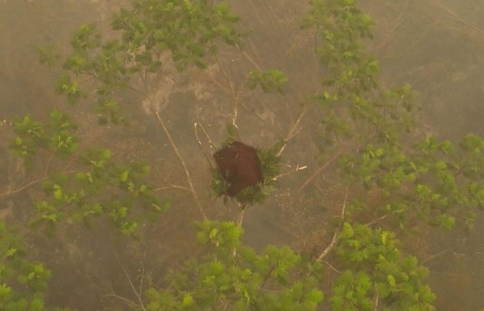 Indonesia releases eight orangutans rescued from fires to protected forest
