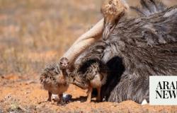 Endangered red-necked ostrich chicks born in royal reserve