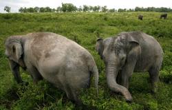 Indonesia sends reinforcements to Sumatra national park after task force post destroyed in palm oil backlash