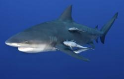 Bull shark kills woman, injures man off Australia’s New South Wales beach