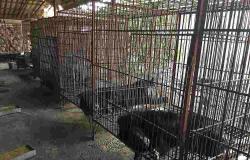 Controversial bear bile farming to be banned in South Korea from 2026, 199 bears still captive