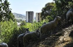 Indonesia says no to goats, sheep as deadly livestock virus spreads across South-east Asia