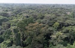 From logging to law enforcement: Inside Nigeria’s fight to save Okomu forest