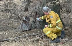 Record-breaking Australia heatwave fuels bushfires, cuts power to thousands