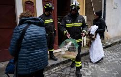 Firefighters rush to save parrots and pets as Sicilian town reels from cliff‑edge collapse