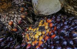 Indonesia clamps down on palm oil waste exports as Prabowo pursues energy self-sufficiency