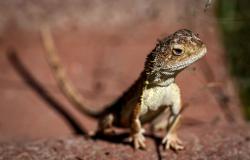 Sydney man jailed eight years for smuggling native reptiles in popcorn bags