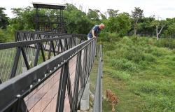 Authorities probe virus, bacterial infection after 72 tigers die in northern Thailand