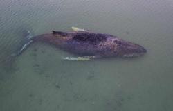 Beached humpback whale frees itself after days‑long rescue effort in Germany