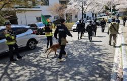 Escaped wolf prompts school closure in South Korea