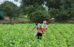 In India, El Nino threatens to bring higher food prices, rate hikes, and a tough election for Modi