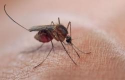 WHO gives green light to infant malaria treatment in global first
