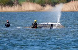 Germany launches multi‑day operation to move stranded humpback from Baltic to North Sea