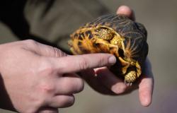 Thailand busts Taiwanese woman hiding 30 star tortoises under her clothes at Suvarnabhumi