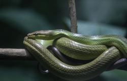 India school meal scare: 165 children ill after free lunch, snake found in pot