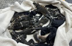 Three Thais arrested in Ecuador over alleged trafficking of rare Galapagos iguanas