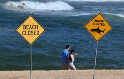 New Zealand surf event halted as sea creature bites photographer