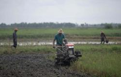 Myanmar rice farmers struggle as fertiliser prices soar and fuel supplies tighten