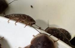 Australia seizes 100,000 cockroaches from illegal breeding operation