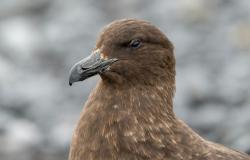 H5 bird flu reaches Australia, completing spread across all continents