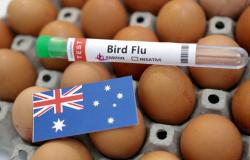 Australia confirms second H5N1 bird flu case in three days, vows to curb spread