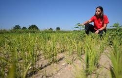 No rice, no life: Italian farmers fear another devastating drought as heatwave dries up paddies