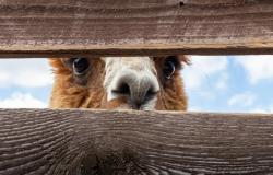 Alpacas, mini pigs and zebras set loose after floods hit China zoo