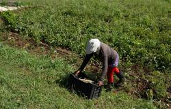 Tractor sits idle, oxen pull plough as Cuba’s energy crunch cripples small farms