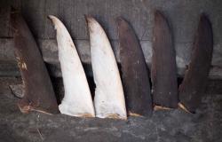 Illegal shark fins flood Senegal port as Chinese vessels flout bans, conservationists alarmed