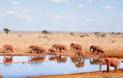 Toxic substance suspected after 15 elephants die in Kenya’s Amboseli park
