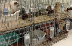 All paws accounted for: 25 cats rescued from Japan mall gutted by quake-triggered explosion
