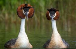 Australia to vaccinate birds against H5 avian influenza