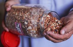 ‘Ray of hope’: Gaza seed bank rebuilds stocks destroyed by war in bid to revive farming