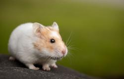 Hamster killer: Japan man arrested twice over deaths of 50 furry creatures