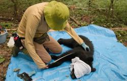 Surviving together: In Japan’s mountains, a different way to manage bears