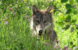 Trump pushes to strip endangered species protections from wolves, again