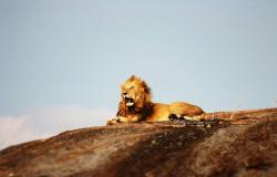 Ten lions found dead in suspected poisoning at Tanzania’s Unesco-listed wildlife reserve