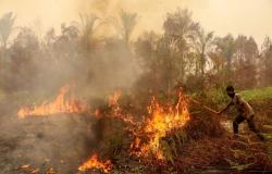 Four killed in Indonesia battling fires causing toxic haze