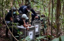 Orangutan mothers and babies return to wild after dramatic rescue from Indonesian forest fires