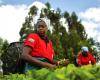 Kenya tea farms turn over new leaf as prices stumble