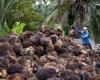 Malaysia looks to Pakistan after Indian palm oil controls