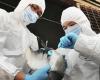 China reports H5N1 bird flu outbreak in Hunan province
